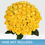 Thumbnail: 50-stem Yellow Roses