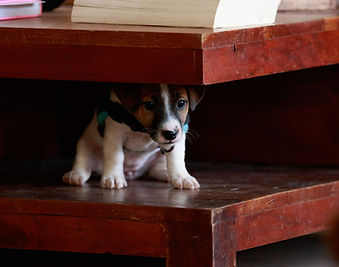 des chiots libres dans la maison de l'éleveur