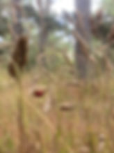 C8ED9BA3-6555-491C-9162-F30645C5B2E2_1_105_c.jpeg