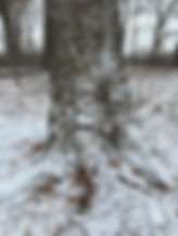 AF5B6909-5ADE-4D57-B6F2-8D2FAE8D9CA5_1_105_c.jpeg