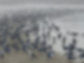 9F24C997-3AE1-402B-AE31-7217B47AC87C_1_105_c.jpeg