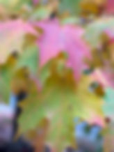 343B2DD9-97FA-4CA5-9739-CFEDA6E578DC_1_105_c.jpeg