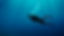 Sous-marine Plongée sous-marine