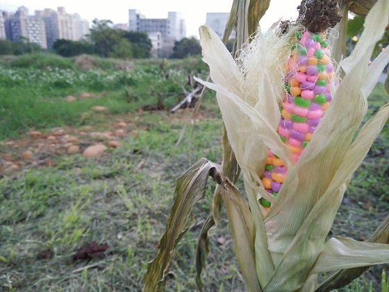 001-4，張于真，《培育》，複合媒材，約20x120cm， 2016.jpg