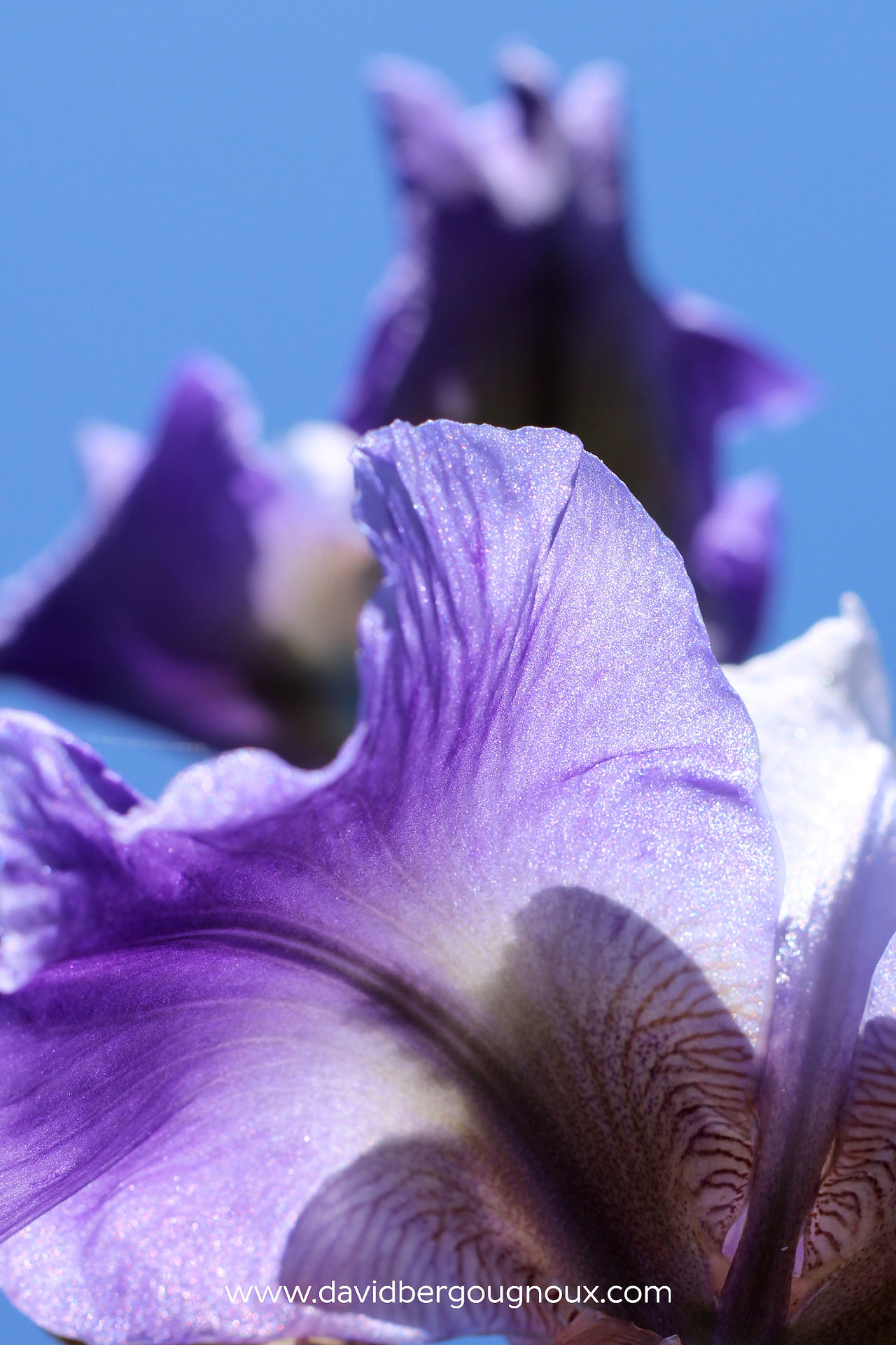 L’iris en pleine lumière printanière, sous le ciel bleu d’Auvergne.