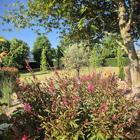 Gaura et érable japonais dans un massif méditerranéen à Issoire