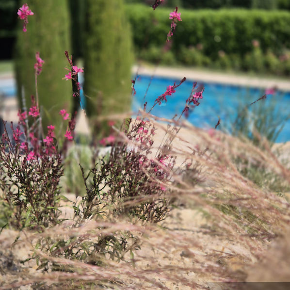 Gauras et graminées autour d’une piscine dans un jardin méditerranéen à Issoire