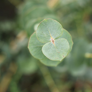 Détail d’une feuille d’eucalyptus, végétal local utilisé par le paysagiste David Bergougnoux
