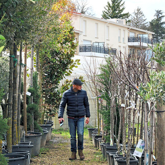 David Bergougnoux, paysagiste, en repérage d’arbres dans une pépinière locale pour un aménagement extérieur