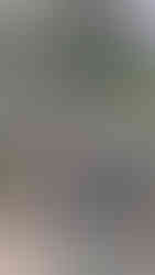 Suppression d'Épicéas Secs : Une Solution Sécurisée et Durable Broyage des branches pour un paillage naturel dans vos massifs Transformation des troncs en plaquettes pour le chauffage - Services de paysagiste à Issoire - Paysagiste David Bergougnoux