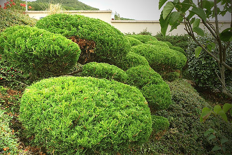 Taille Niwaki - davidbergougnoux.com