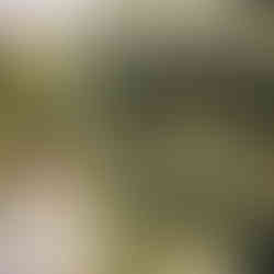 Olivier taillé en nuage (art topiaire) photographié par David Bergougnoux chez un pépiniériste local spécialisé dans les végétaux adaptés.