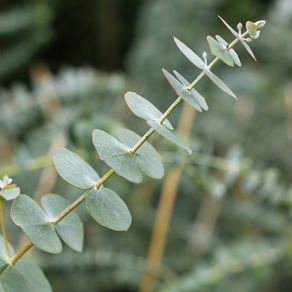 Branche d’eucalyptus cultivée localement, idéale pour nos aménagements paysagers