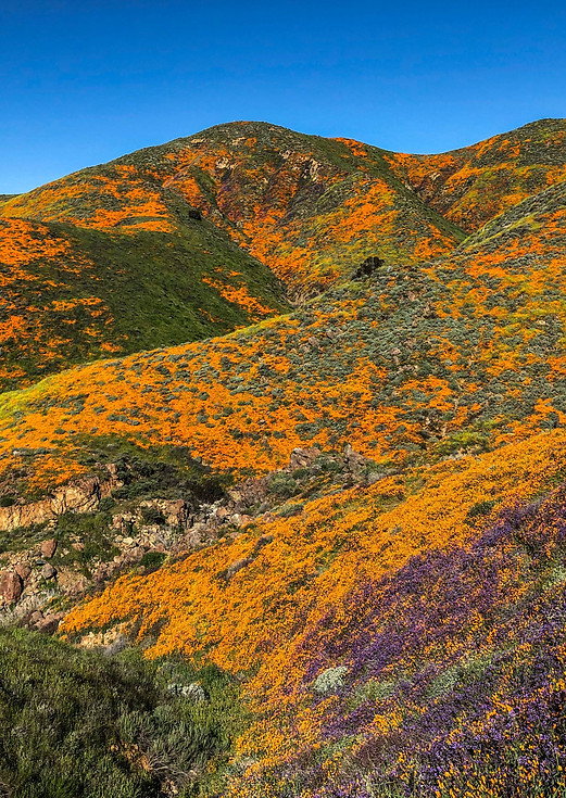 supersuperbloom.jpg
