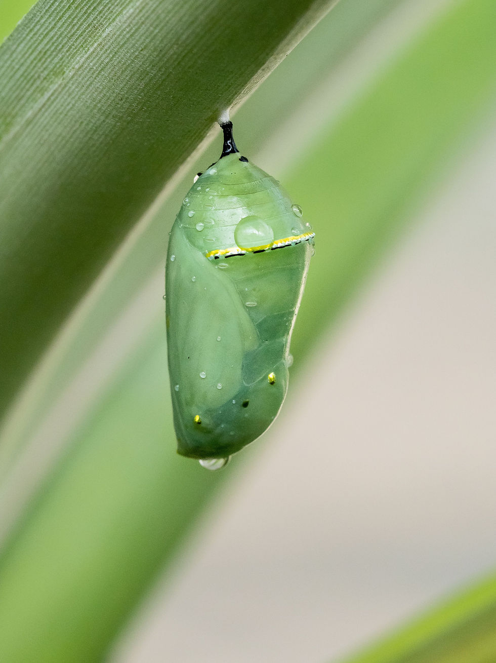 chrysalis2.jpg