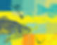 AnglerCatch Splash.jpg