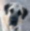 wona kangal.jpg
