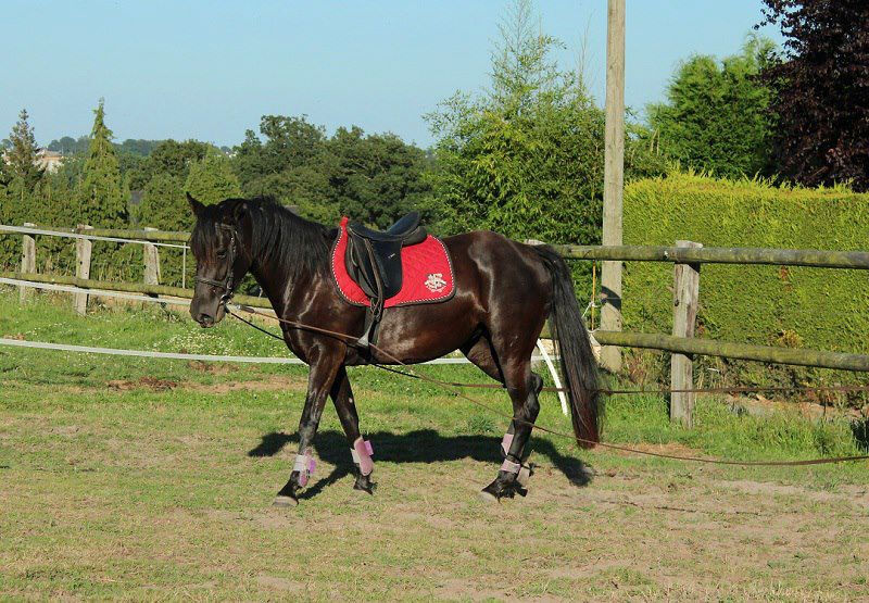 Débourrage de Velvety