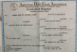 corona pedigree