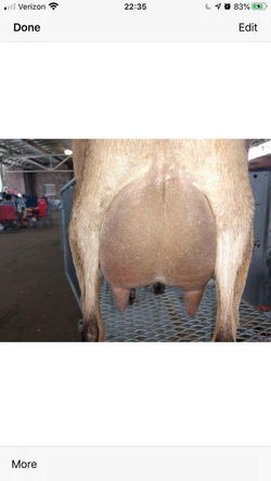 udders behind her