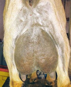 udders behind her