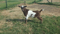 Chip as kid