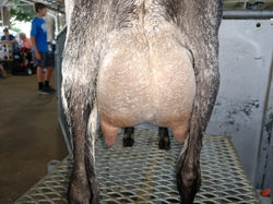 udders behind her