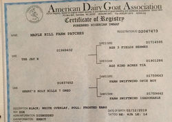Patches pedigree