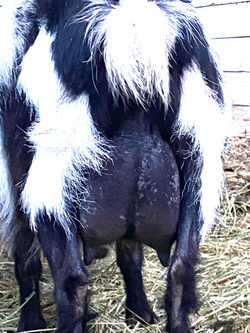 Patches FF Udder