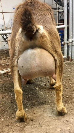 junebug udders behind her.jpg