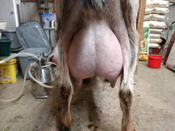 udders behind her