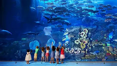 Dubai-Aquarium-and-Underwater-Zoo-Desktop-ActivityDetails-1-4.webp