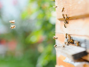 A beehive with bees working together, symbolising decentralised leadership and collaboration.