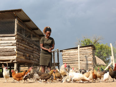 An Agricultural Rehabilitation Initiative