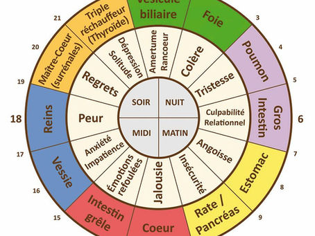 Nos émotions influencent nos organes !
