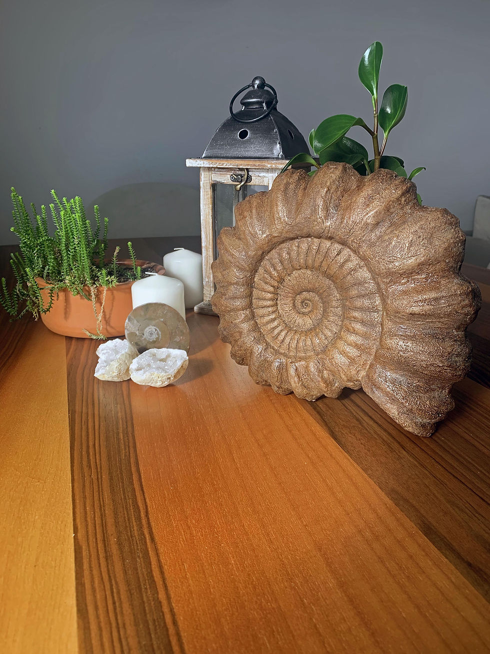 Küçük resim: Ammonite Seramik Heykel