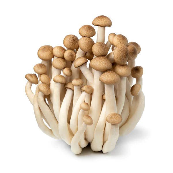 Brown Beech Mushroom