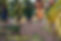 _5839 Foto AliceFortes.jpg