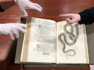 Hands in white gloves and a pointing finger hover over an open book with a snake illustration and Latin text, on a wooden table.
