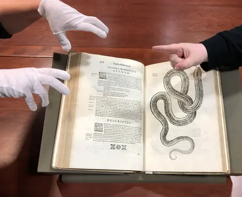 Hands in white gloves and a pointing finger hover over an open book with a snake illustration and Latin text, on a wooden table.