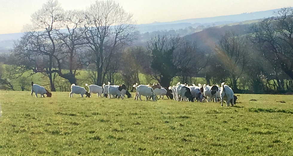 Goat Meat Wales Church Hillbilly