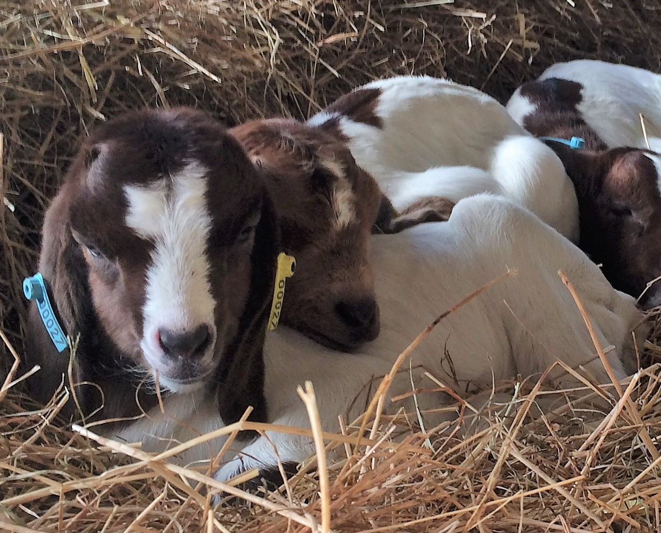 Goats for Sale Church Hillbilly
