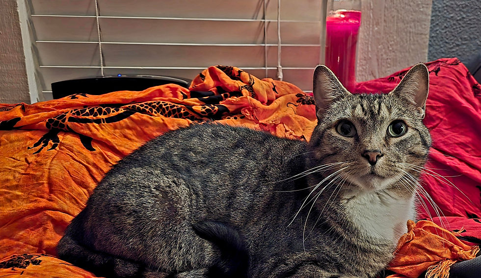 Cat laying on the fire altar