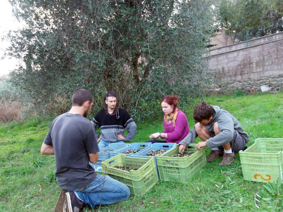 olive picking