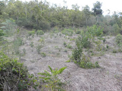 Restauração florestal (2014)