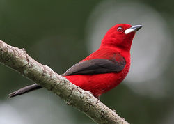 Ramphocelus bresilius (tiê-sangue)