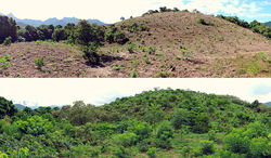 Restauração florestal antes e depois