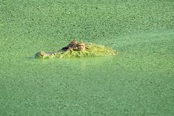 Caiman latirostris (Papo amarelo)