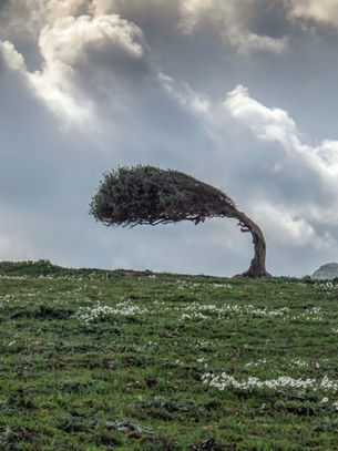 Tree bending in the wind