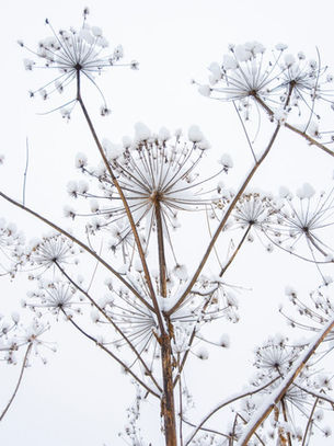 Photo of weeds in nature